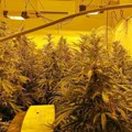 Na Dedinju otkrivena laboratorija za proizvodnju marihuane: Policija ih zatekla na delu, pronađeno više od 660 stabljika