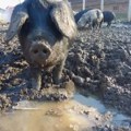 "Ode nam svinjarstvo! Prepolovio se broj svinja od '75 naovamo" Dramatičan apel agroekonomiste Prostrana: Čekamo rezultate…