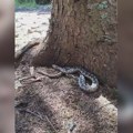 Sezona parenja zmija otrovnica - Pešterski rendžer naleteo na poskoka dugog preko jednog metra