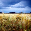 Kolekcija pšenice od pre jednog veka može nam pomoći da ne gladujemo zbog klimatskih promena