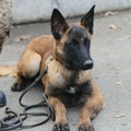 U Srbiji ih "rashoduju" za 500 dinara a u Bundesveru: "Ne prodajemo pse koji su služili Nemačkoj“