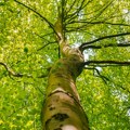 Park u srpskoj crnji vraćen državi Dve decenije protivpravno bio u privatnoj svojini