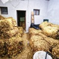 Uhapšeni osumnjičeni za nedozvoljen promet duvana, oštetili budžet Srbije za 43 miliona dinara