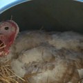 Ćuran iz Bačke Palanke umislio da je kokoška! Legao na jaja i ne mrda, čak ni gazdi Vujadinu ne da da mu priđe? (video)