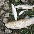 U Sloveniji masovan pomor ribe: kanalizacija se izlila u reku