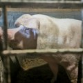 Afrička kuga svinja do sada potvrđena na 1.068 gazdinstava u Srbiji