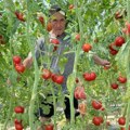 Seme skuplje od zlata, ali je zarada fantastična Kod Himza iz Prijepolja rađa džinovski čeri paradajz koji može da obere…