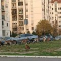 Lagana jutarnja šetnja na novom Beogradu: Koze krenule na ispašu usred blokova, građani u šoku (foto)