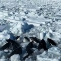 Zarobljene u ledu, bore se za vazduh! Ovo je najpotresniji snimak koji ćete videti danas (video)