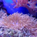 UNESKO: Australija da preduzme hitne mere da zaštiti Veliki koralni greben
