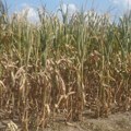 Srbija i poljoprivreda: Kukuruz i soja najteže pogođeni sušom