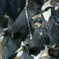 Stočari: Krave i konje na Suvoj planini ponovo mori žeđ