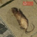 Mrtvi pacovi ukrasili kraljevačke ulice