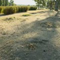 (VIDEO) Posečena stabla "prijateljstva sa Azerbejdžanom" na Ušću, građani sumnjaju - zbog vojne parade