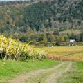 Počinje "Oplenačka berba" koja slavi vino i tradiciju: Topola će biti odredište hiljada posetilaca ovog vikenda