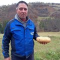 Vagali, vagali i nisu verovali! Komšije došle kod Zorana, svojim očima da vide: Ljudi, krompir od skoro dva kila i to…