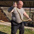 (Foto, video) Vladica se bacio na beton, a ispod vrata izvirila je zmija od 2 metra! Drama kod Vranja: "Sad će ih biti sve…