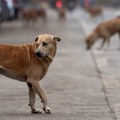 Svetski dan napuštenih životinja: Na planeti 362 miliona lutalica, u Srbiji mahom psi sa pedigreom