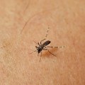 Prva pomoć posle ujeda komarca: Obična metalna kašika rešava nesnosan svrab i otok za samo 10 sekundi