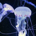 (Video) Meduze iznenadile kupače na Adi nisu opasne, došle iz Kine