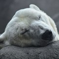 Uginula najstarija ženka polarnog medveda u zatočeništvu