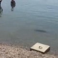 Novi šok na Adi Ciganliji! Ljudi u čudu gledaju stvorenje u vodi: pliva uz obalu, ne obazire se na plivače, svi pohitali da ga…