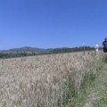 Na Pešteri predstavljeni rezultati oglednog polja strnih žita: Pšenica ostvarila prinose do devet tona po hektaru