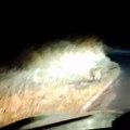 Koja životinja noću tumara hrvatskim putevima (video)