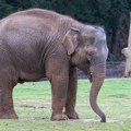 Predsednik Bocvane preti Nemačkoj: Poslaćemo vam 20.000 slonova, ne šalim se!