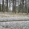 (Foto, video) iznenada na Zlatiboru - kao da je januar Smrklo i počelo da tuče, grad sve obeleo (foto)