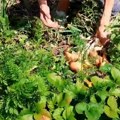Kolika je zarada od proizvodnje crnog luka?