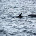 Mrtav delfin pronađen u Splitu, pokrenuta istraga jer je veruje da je ubijen