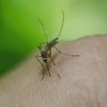 Batut objavio koliko je registrovanih slučajeva obolelih od groznice Zapadnog Nila