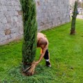 Oblikovanje dekorativnog šiblja