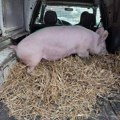 Pojeftinile svinje u Srbiji: Evo kako se kreću cene na stočnoj pijaci