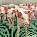 U Mačvi potvrđen slučaj trihineloze kod domaćih svinja