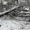 Ogromno drvo napravilo haos kod Bajine Bašte! Slika kao iz filma: Drvo preprečilo put, saobraćaj obustavljen