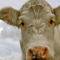 Na rate prodata najskuplja krava na svetu