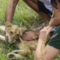 Uginulo mladunče lava pronađeno kod Subotice
