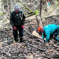 Nastavlja se sanitarno-uzgojna seča u Park šumi „Kraljevica“