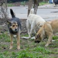 Čopor lutalica napravio pokolj Jezive scene u okolini Mladenovca (foto/VIDEO)