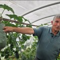 (Foto) u osmoj deceniji ne odustaje od rada na njivi Hajrudin iz Prijepolja jači od godina, za njega su one samo broj