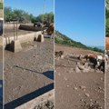 (FOTO) Više od 1.000 krava i konja na Suvoj planini ponovo bez vode