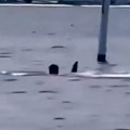 Čuju se samo urlici i krici: Ajkula napala čoveka tokom ronjenja - Tokom borbe za život, neman mu zarila zube u obe ruke…