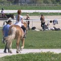 Žena pala s konja na beogradskom Hipodormu, dobila potres mozga