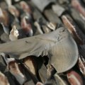 Brazil: zaplenjeno 17 tona peraja ajkula, pošiljka prijavljena kao zamrznute sardine