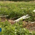 Poljoprivrednici u Banoštoru i Neštinu pretrpeli stopostotnu štetu na kukuruzu i suncokretu