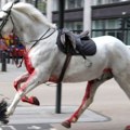 Otkriveno zašto su konji podivljali i pravili haos u Londonu: Četvoro ljudi završilo u bolnici