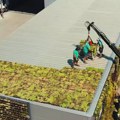Kasetni zeleni krov – inovativno rešenje za gradsko jezgro protiv zagađenja i visokih temperatura (VIDEO)