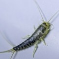 Ako vidite ovog insekta u kupatilu, odmah reagujte: Evo odakle dolaze, koliko su opasni i kako da ih se rešite